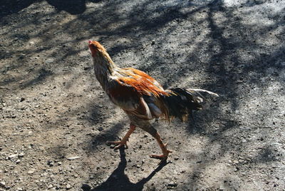 High angle view of rooster on field