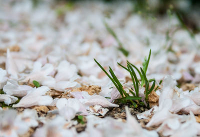 Close-up of plant