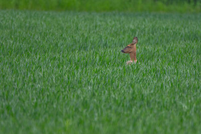 Dog running on field