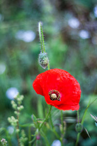 Close-up of red flower against blurred background