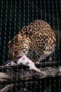 View of cat in cage