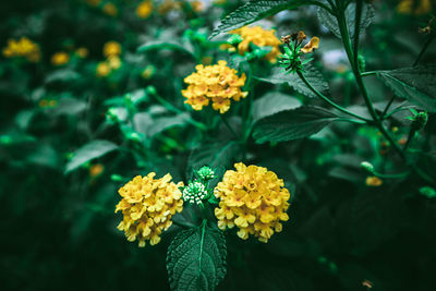 Yellow flower in botanical garden