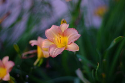 Close-up of pink flower