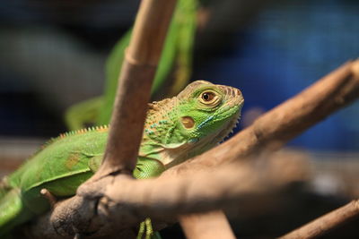 Close-up of lizard on tree