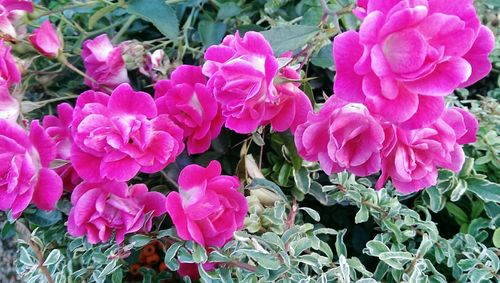 Close-up of pink flowers