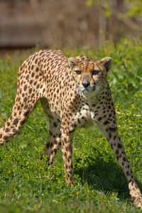 Cheetah standing on grass