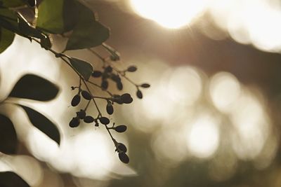 Close-up of fruits growing on tree