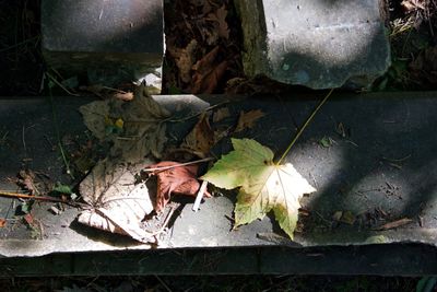 Close-up of broken wall