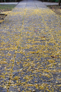 High angle view of leaves on street
