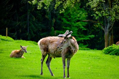 Fallow deer