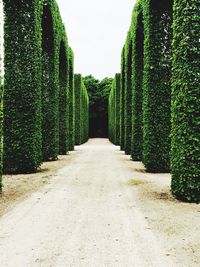 Narrow walkway along trees