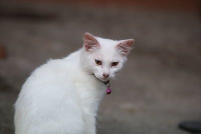 Close-up of white cat