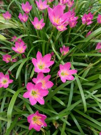 Close-up of flowers blooming outdoors