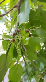 Close-up of green leaves on tree