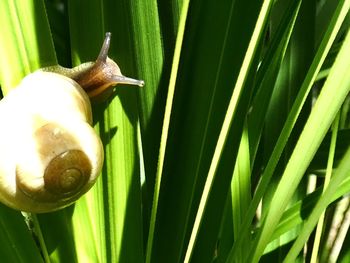 Close-up of snail on plant