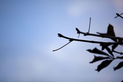 Close-up low angle view of sky