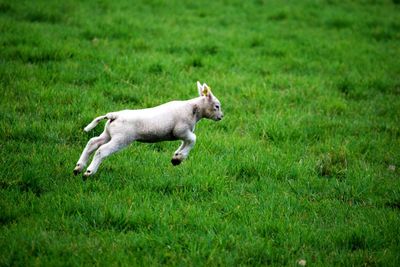 Lamb running on grassy field