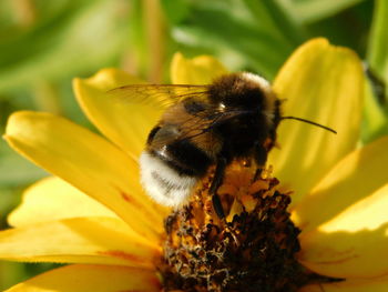 Bee pollinating on flower