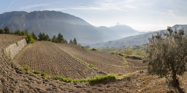 Scenic view of agricultural field against sky