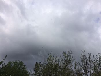 Low angle view of trees against sky