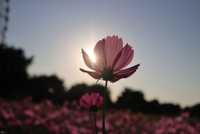 Close-up of pink cosmos flower against sky