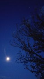 Low angle view of trees against blue sky