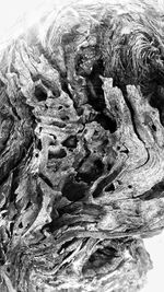 Close-up of tree trunk