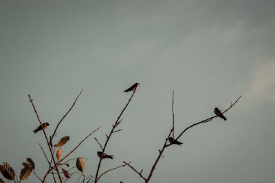 Low angle view of birds perching on tree