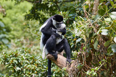 Black and white colobus with a baby