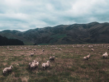 Flock of sheep on field