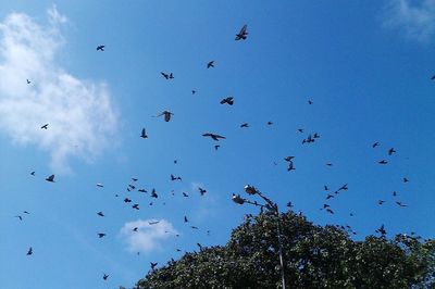 Low angle view of birds flying against blue sky