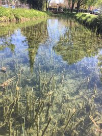 Reflection of tree in lake