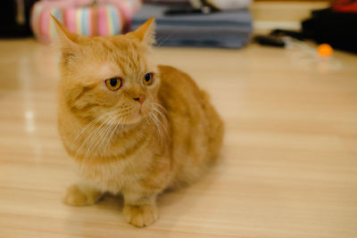 Portrait of cat sitting on table at home