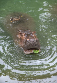 High angle view of turtle in lake