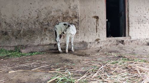 View of calf standing in front of wall