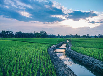 Scenic view of agricultural field against sky