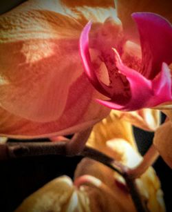 Close-up of pink flower