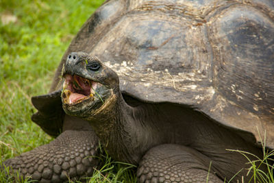 Close-up of a turtle