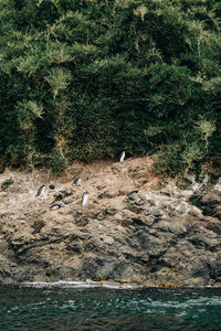 View of birds in the forest