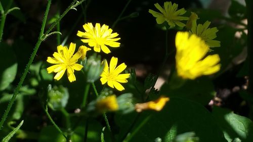 Close-up of yellow flowers blooming outdoors