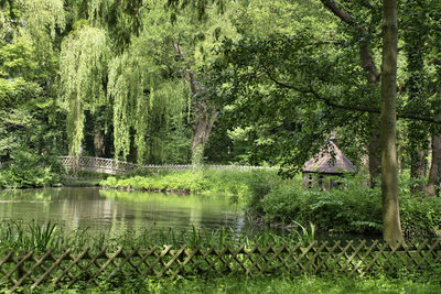 Scenic view of lake by trees in forest