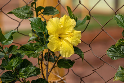 Close-up of yellow flowering plant