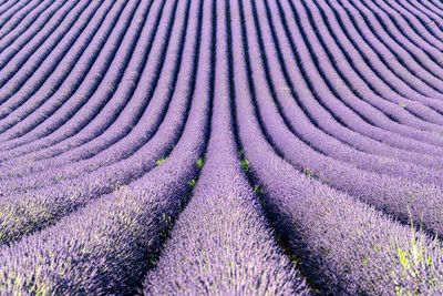 Full frame shot of lavender on field