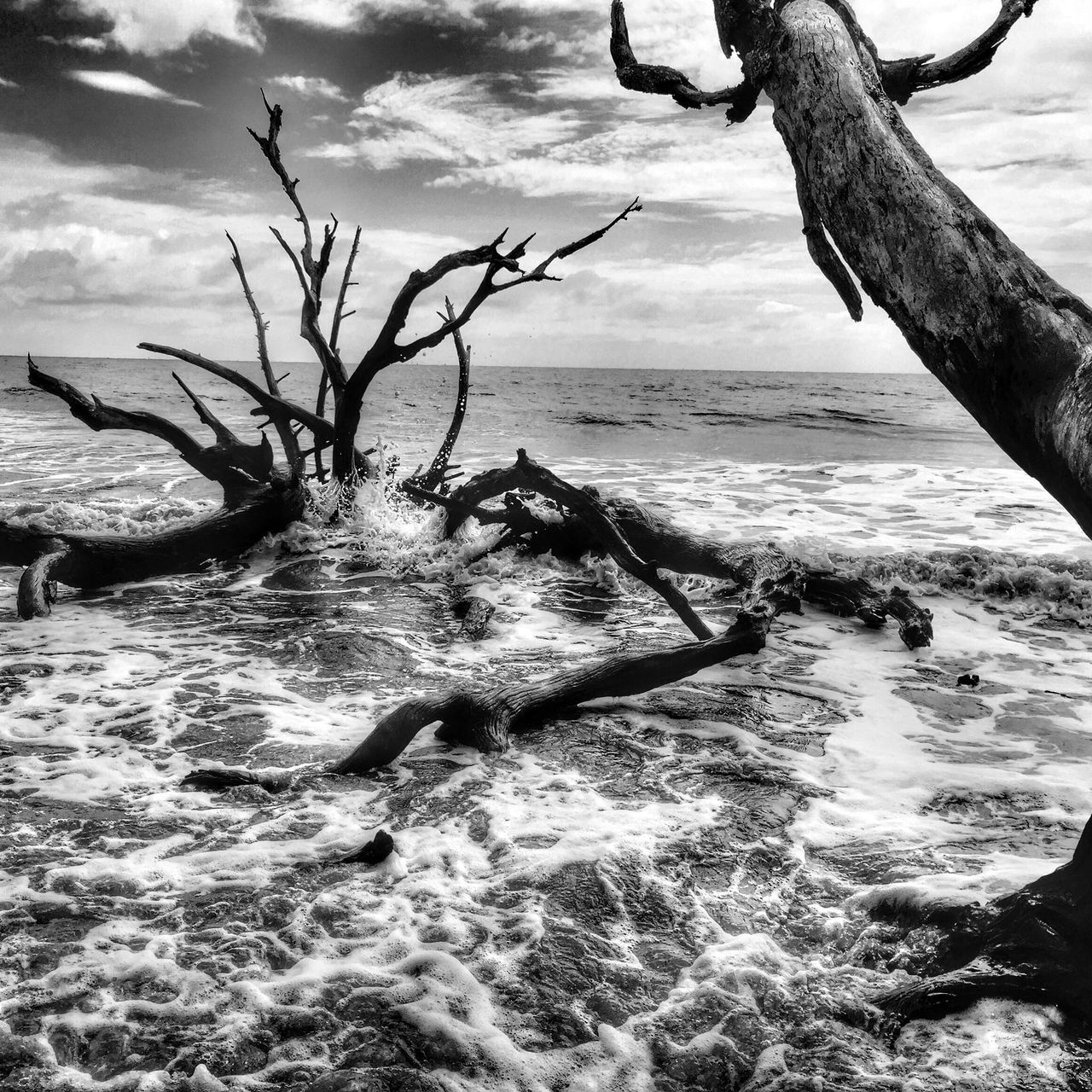 water, sea, tranquility, tree, branch, beach, sky, tranquil scene, bare tree, nature, shore, scenics, tree trunk, beauty in nature, sand, horizon over water, cloud - sky, day, outdoors, no people