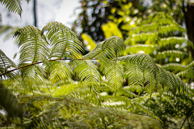 Close-up of green leaves on tree