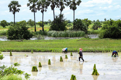 People working on field by trees against sky