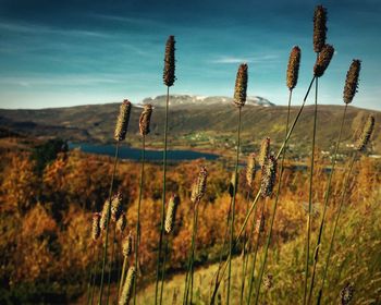 Close-up of plants on field against sky