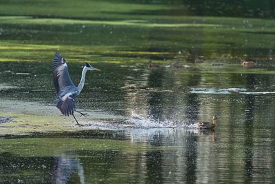 View of birds flying over lake