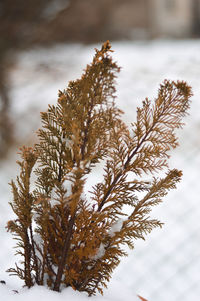 Close-up of snow on plant against sky