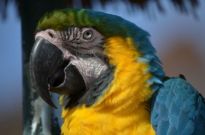 Close-up of a parrot